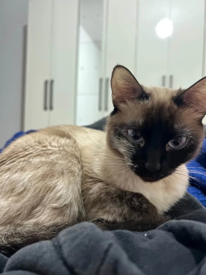 Gato ra a Siamês idade 2 a 6 meses nome Luna