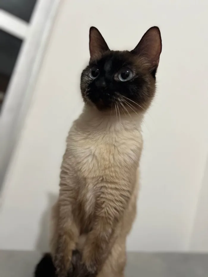 Gato ra a Siamês idade 2 a 6 meses nome Luna