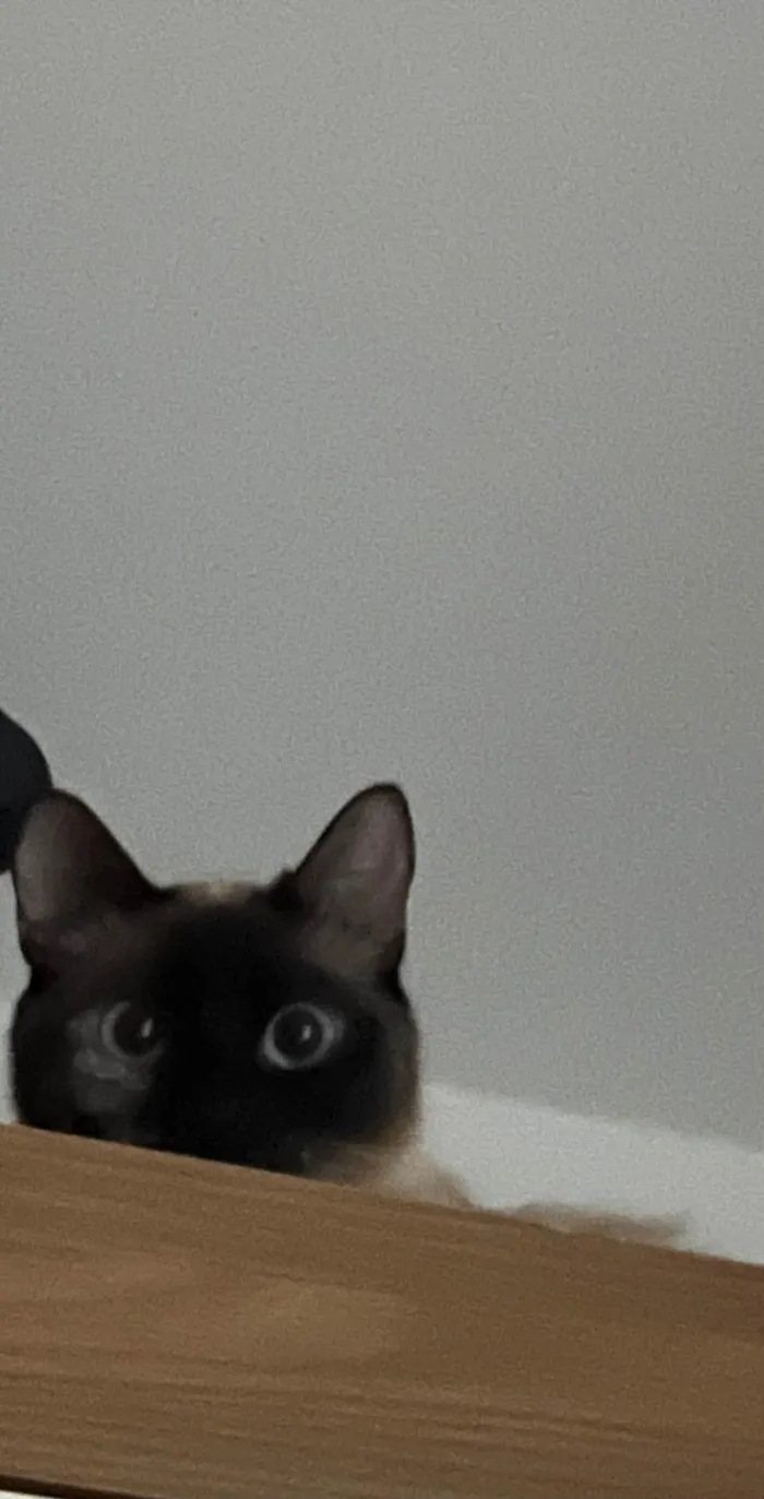 Gato ra a Siamês idade 2 a 6 meses nome Luna