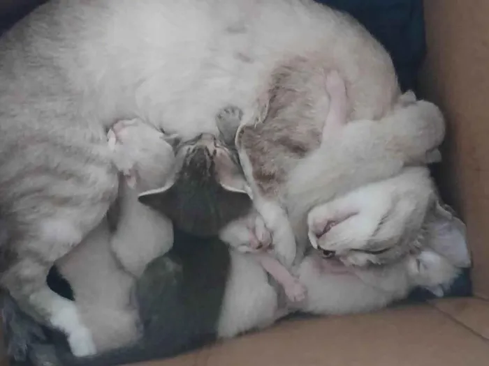 Gato ra a SRD-ViraLata idade 2 anos nome Snow