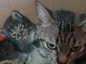 Gato raça SRD-ViraLata idade 2 anos nome Faísca 