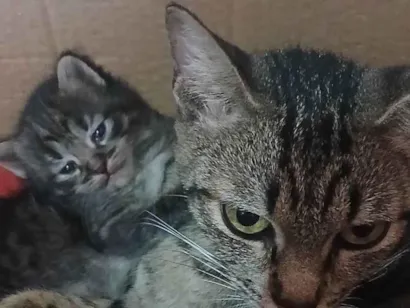 Gato raça SRD-ViraLata idade 2 anos nome Faísca 