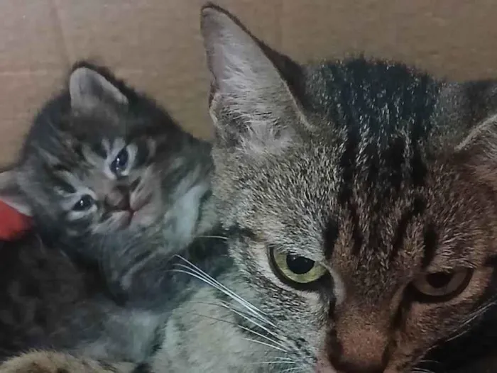 Gato ra a SRD-ViraLata idade 2 anos nome Faísca 