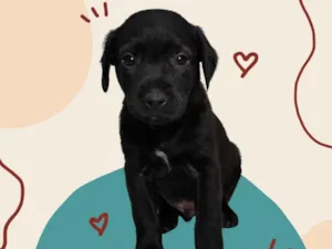 Cachorro raça SRD-ViraLata idade Abaixo de 2 meses nome Bebe