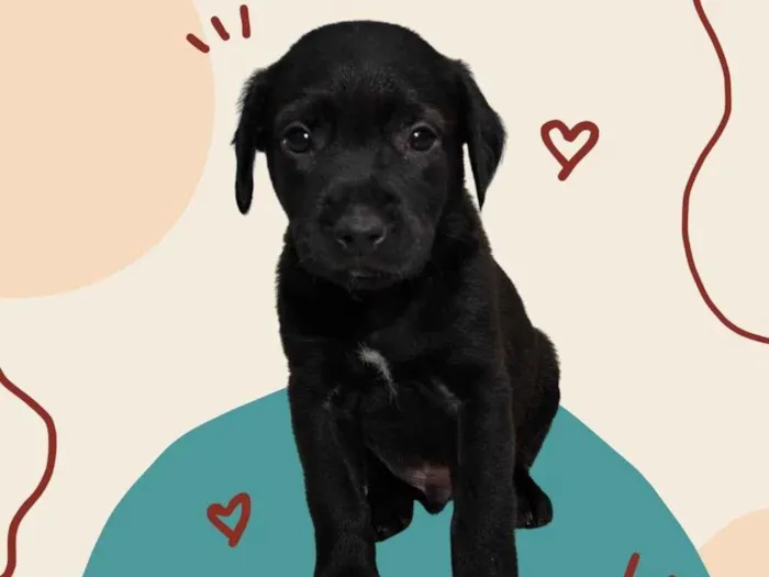 Cachorro ra a SRD-ViraLata idade Abaixo de 2 meses nome Bebe