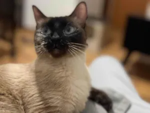 Gato raça Siamês idade 2 a 6 meses nome Luna