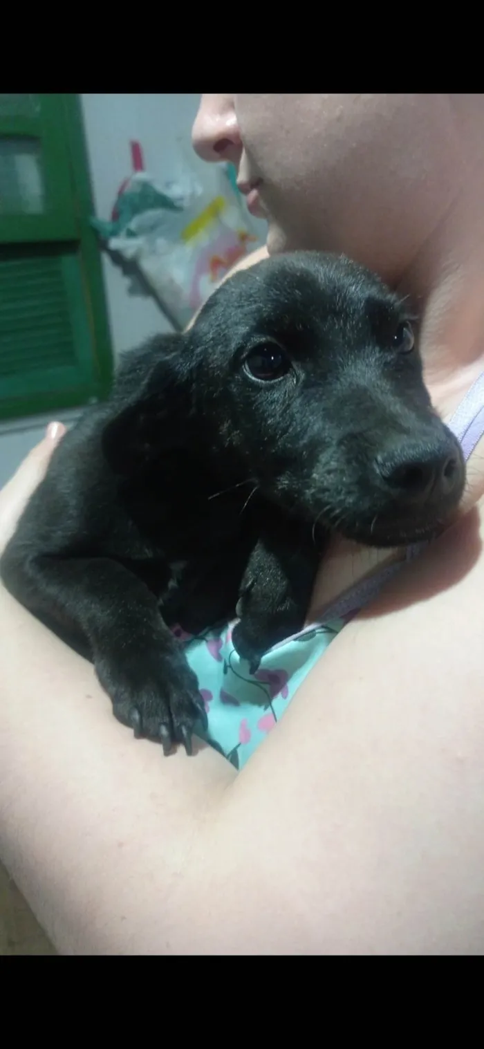 Cachorro ra a SRD-ViraLata idade 2 a 6 meses nome Draco