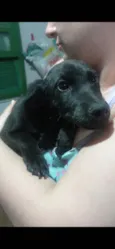 Draco