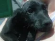 Draco