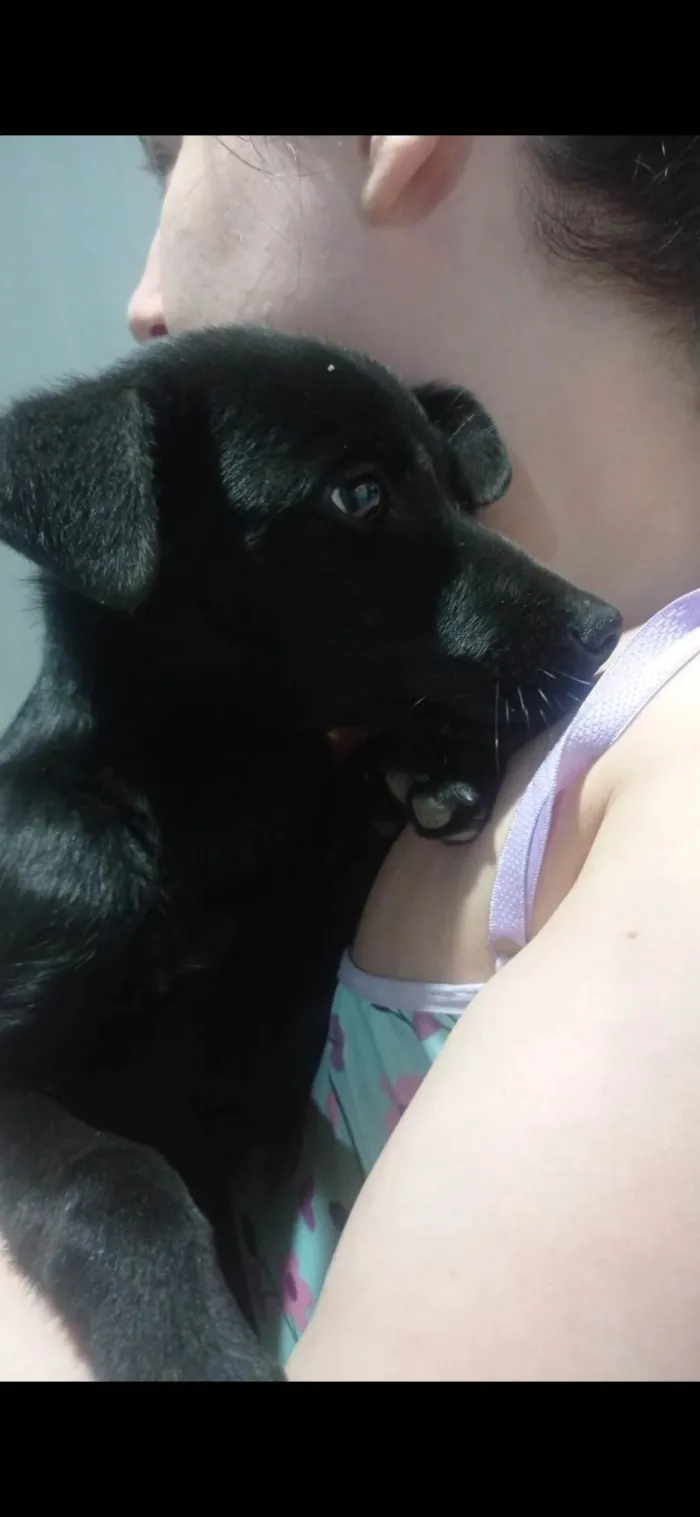 Cachorro ra a SRD-ViraLata idade 2 a 6 meses nome Harry