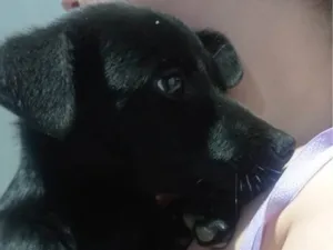 Cachorro raça SRD-ViraLata idade 2 a 6 meses nome Harry
