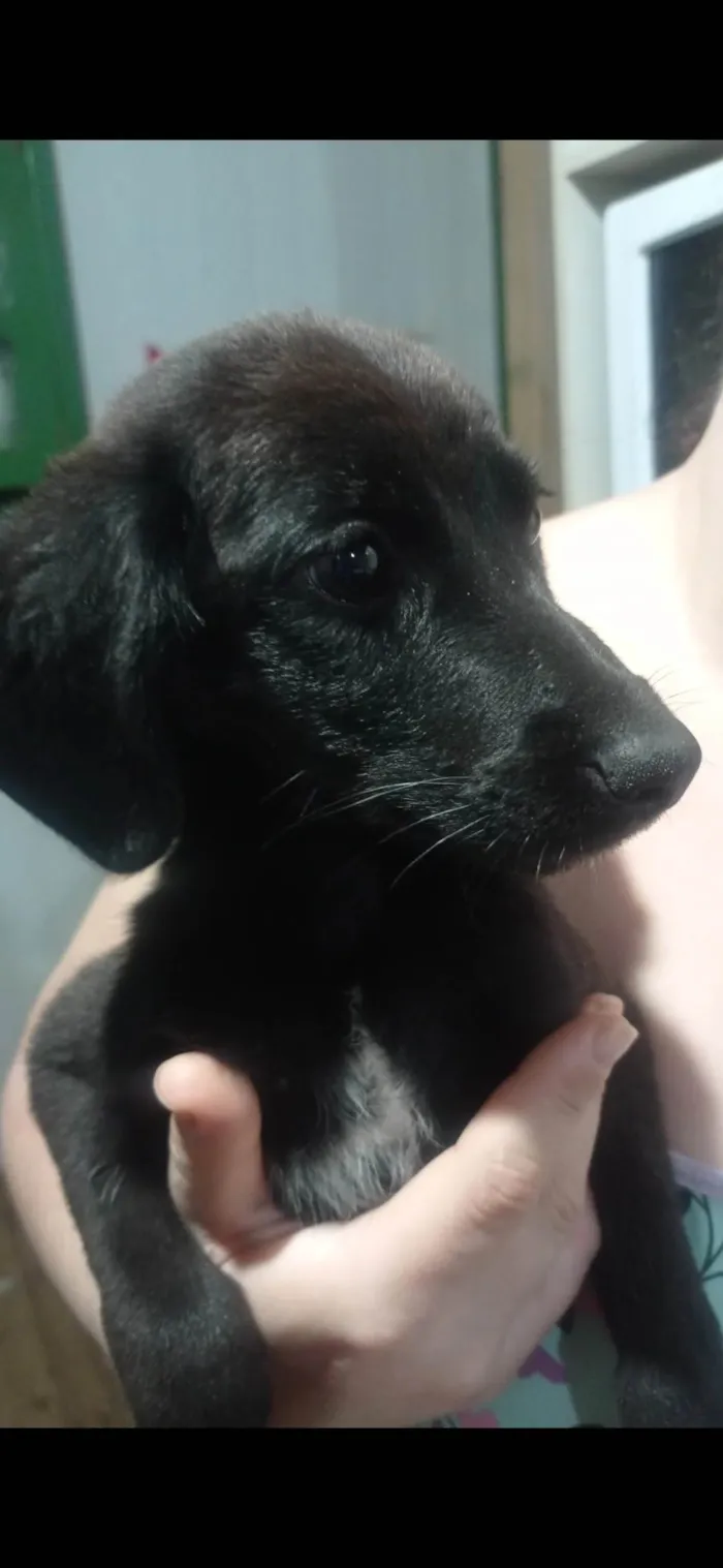 Cachorro ra a SRD-ViraLata idade 2 a 6 meses nome Rony