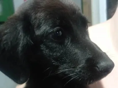 Cachorro raça SRD-ViraLata idade 2 a 6 meses nome Rony