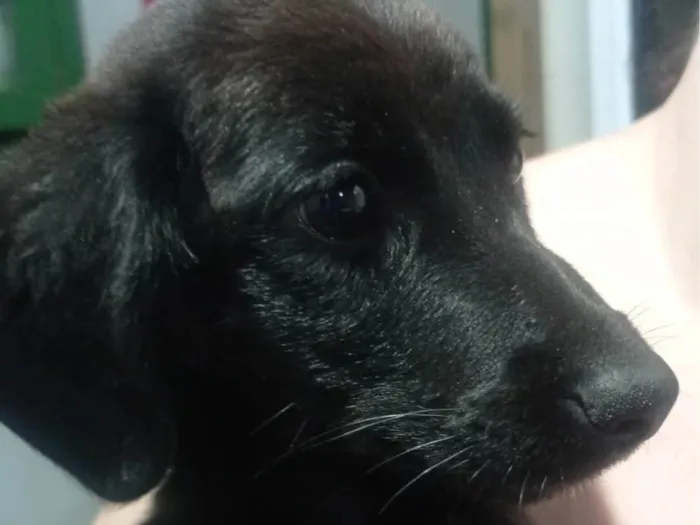 Cachorro ra a SRD-ViraLata idade 2 a 6 meses nome Rony