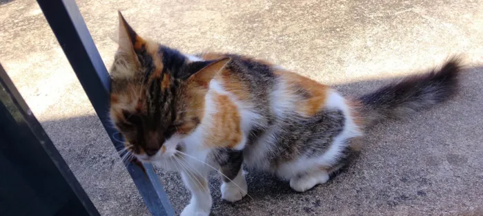 Gato ra a SRD-ViraLata idade 3 anos nome Juliete 