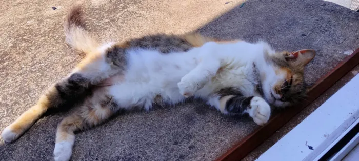 Gato ra a SRD-ViraLata idade 3 anos nome Juliete 