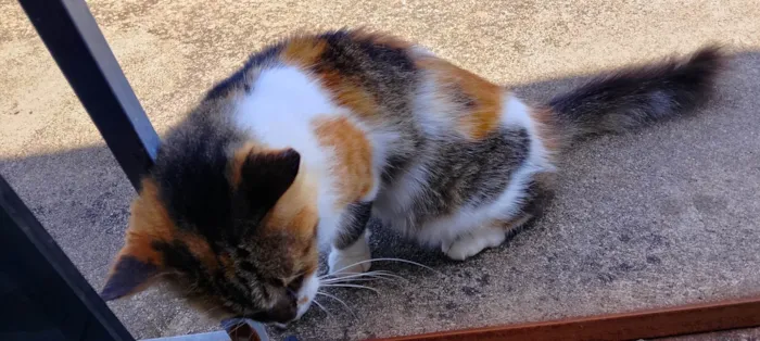 Gato ra a SRD-ViraLata idade 3 anos nome Juliete 