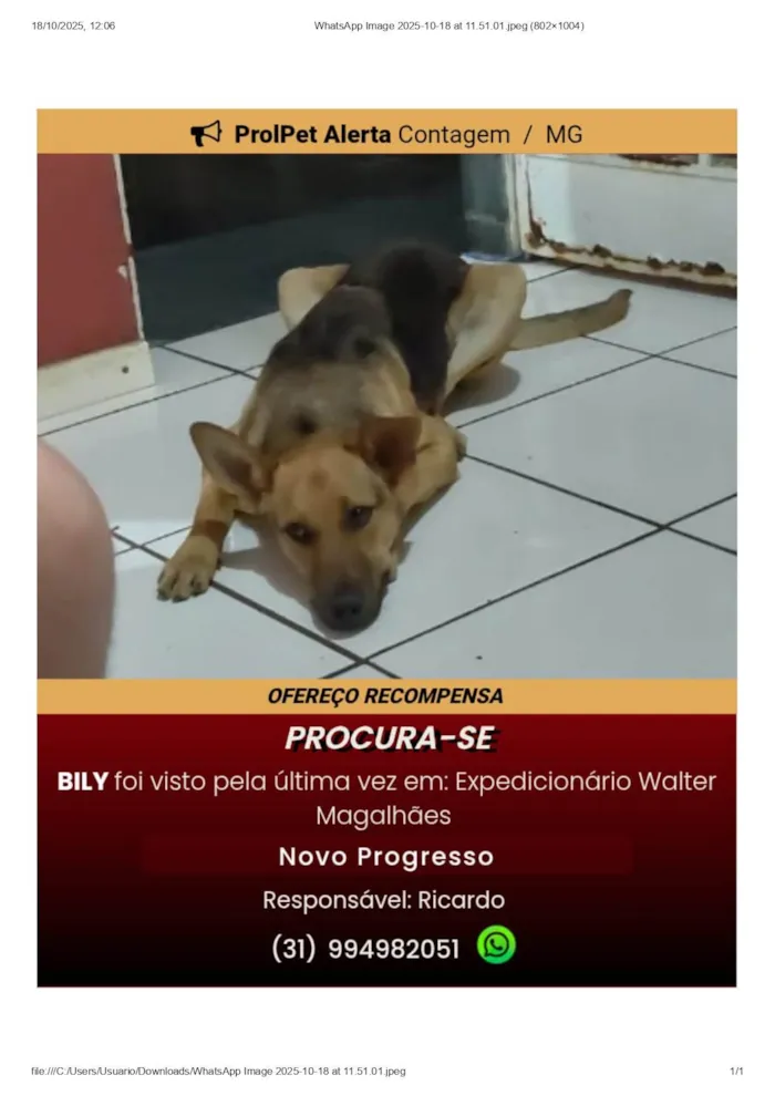 Cachorro ra a SRD-ViraLata idade 2 anos nome Bily