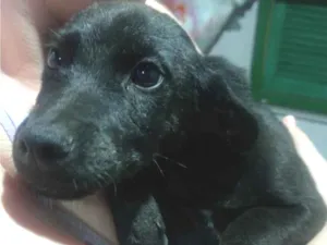 Cachorro raça SRD-ViraLata idade 2 a 6 meses nome Draco