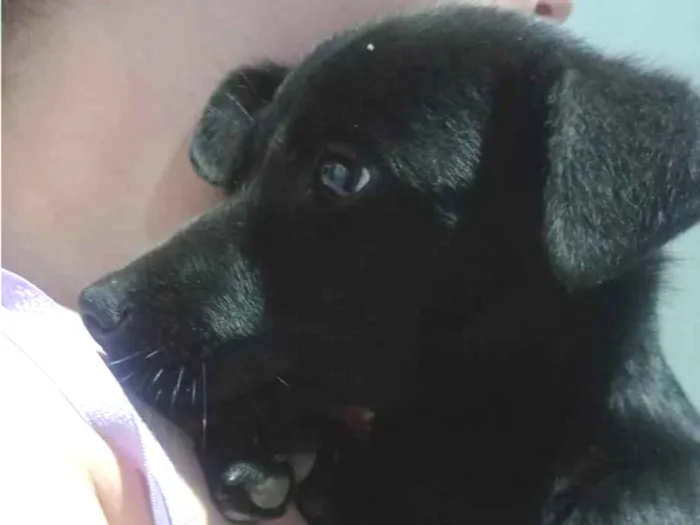 Cachorro ra a SRD-ViraLata idade 2 a 6 meses nome Harry