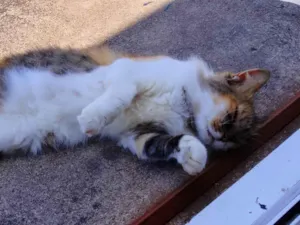 Gato raça SRD-ViraLata idade 3 anos nome Juliete 