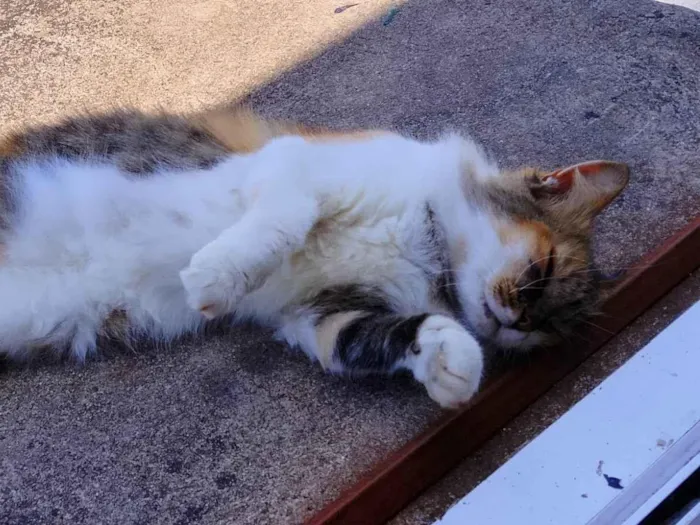Gato ra a SRD-ViraLata idade 3 anos nome Juliete 