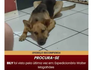 Cachorro raça SRD-ViraLata idade 2 anos nome Bily