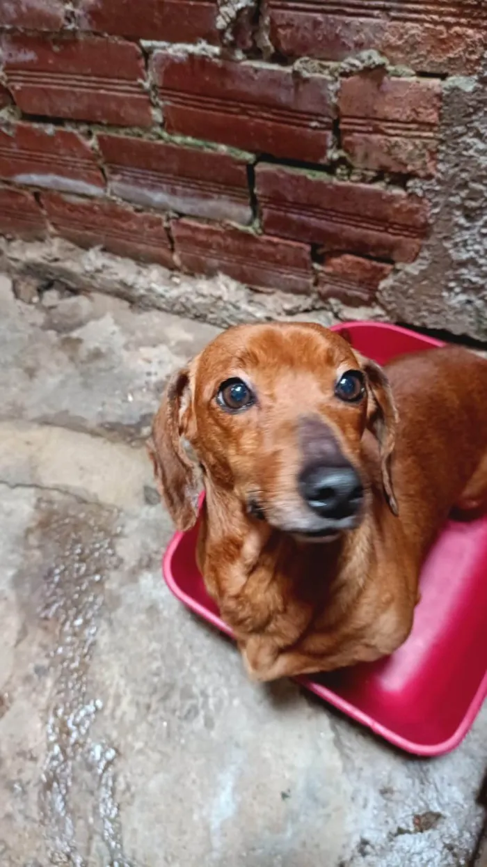 Cachorro ra a Pinscher idade 5 anos nome Mel
