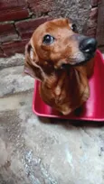 Mel