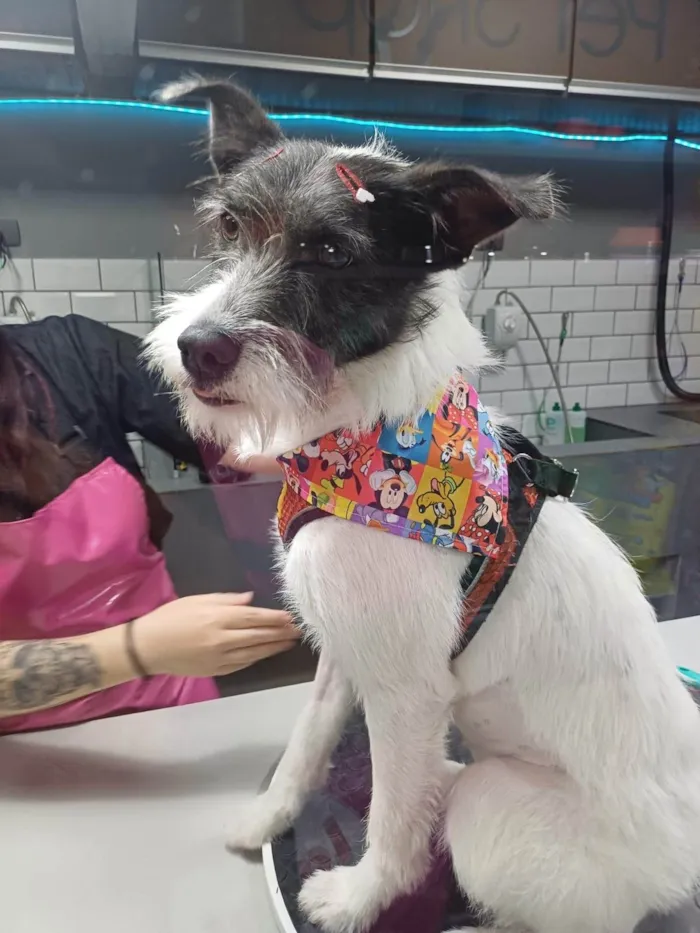 Cachorro ra a SRD-ViraLata idade 2 anos nome Zahra ou Branquinha