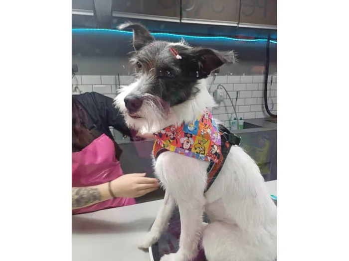 Cachorro ra a SRD-ViraLata idade 2 anos nome Zahra ou Branquinha