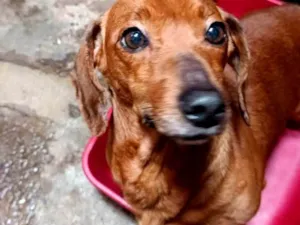 Cachorro raça Pinscher idade 5 anos nome Mel