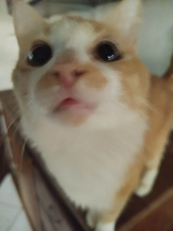 Gato ra a SRD-ViraLata idade 2 a 6 meses nome Alex o Leão 