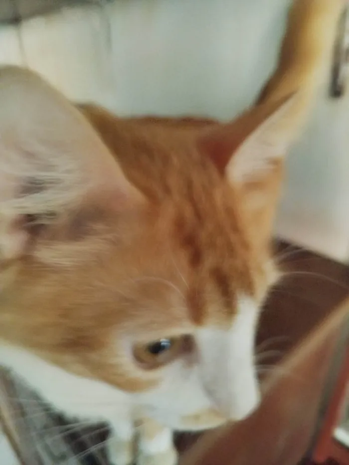 Gato ra a SRD-ViraLata idade 2 a 6 meses nome Alex o Leão 