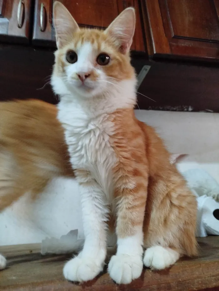 Gato ra a SRD-ViraLata idade 2 a 6 meses nome Alex o Leão 