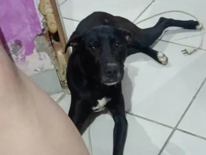 Cachorro raça SRD-ViraLata idade 7 a 11 meses nome Preto 