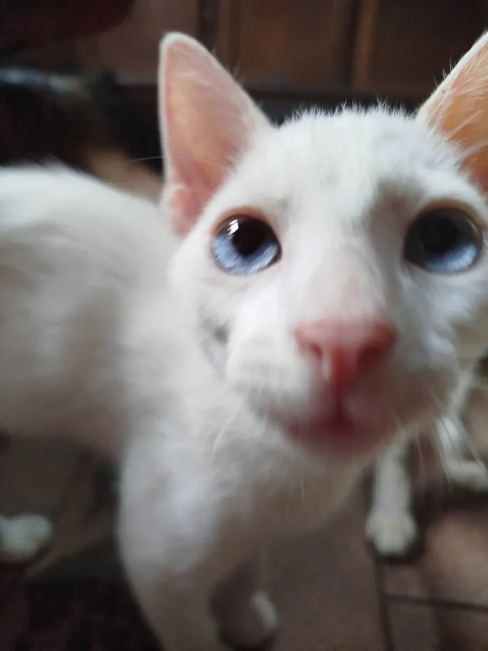 Gato ra a SRD-ViraLata idade Abaixo de 2 meses nome Sem nome