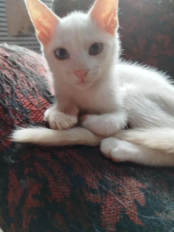 Gato ra a SRD-ViraLata idade Abaixo de 2 meses nome Sem nome