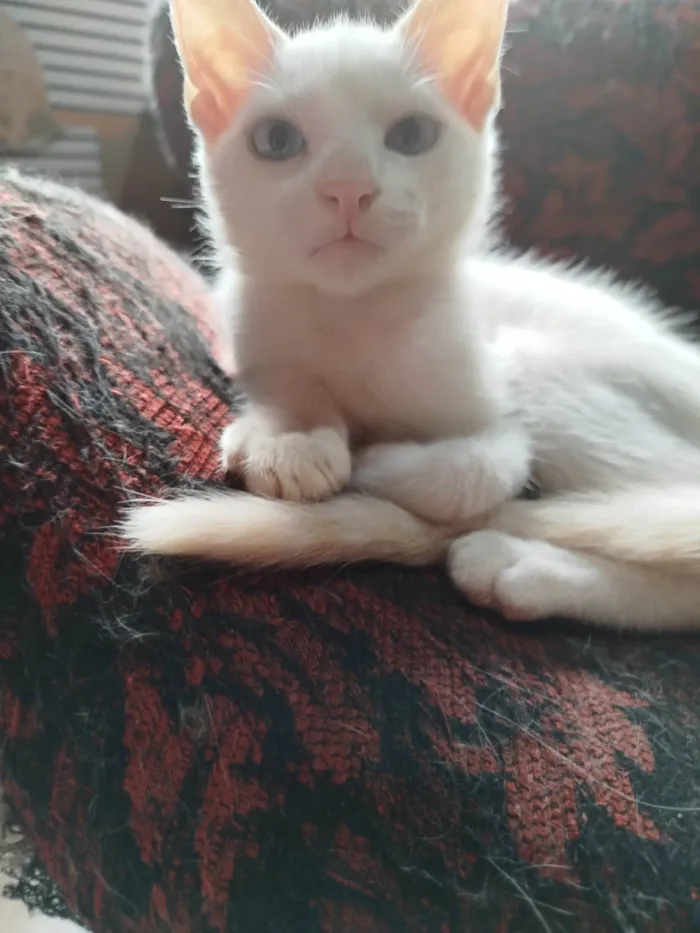 Gato ra a SRD-ViraLata idade Abaixo de 2 meses nome Sem nome
