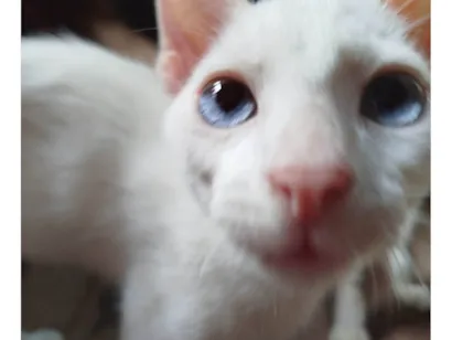 Gato raça SRD-ViraLata idade Abaixo de 2 meses nome Sem nome