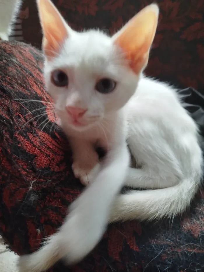 Gato ra a SRD-ViraLata idade Abaixo de 2 meses nome Sem nome irmãzinha 