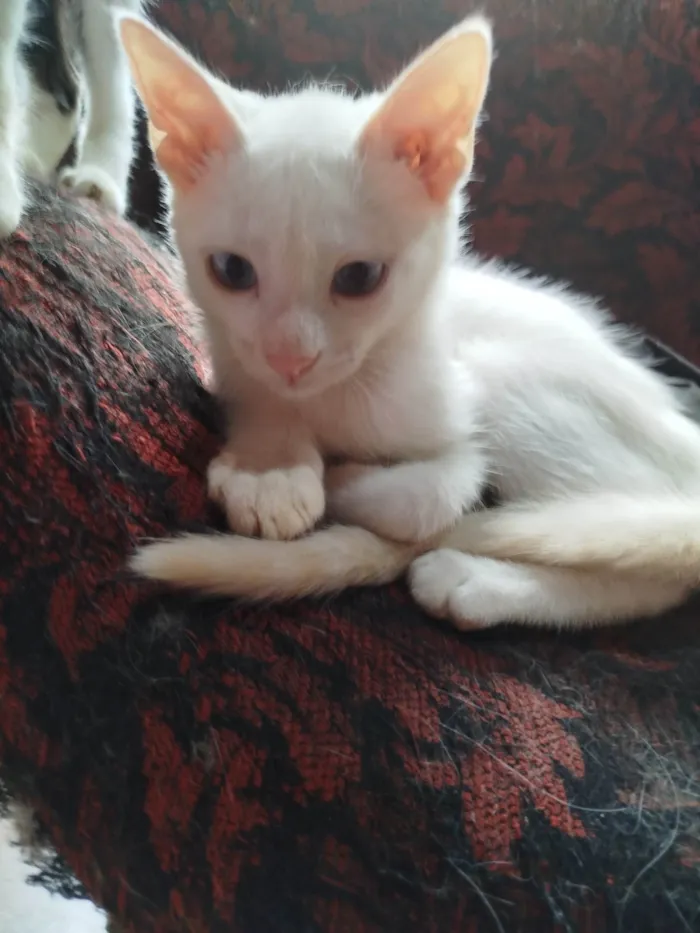 Gato ra a SRD-ViraLata idade Abaixo de 2 meses nome Sem nome irmãzinha 