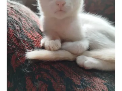 Gato raça SRD-ViraLata idade Abaixo de 2 meses nome Sem nome irmãzinha 
