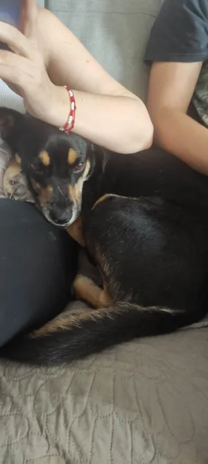 Cachorro raça SRD-ViraLata idade 1 ano nome Não sei
