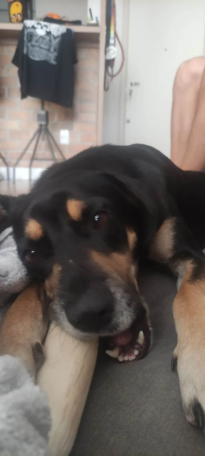 Cachorro ra a SRD-ViraLata idade 1 ano nome Não sei