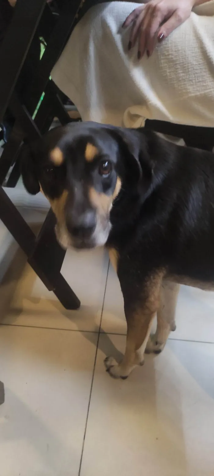 Cachorro ra a SRD-ViraLata idade 1 ano nome Não sei