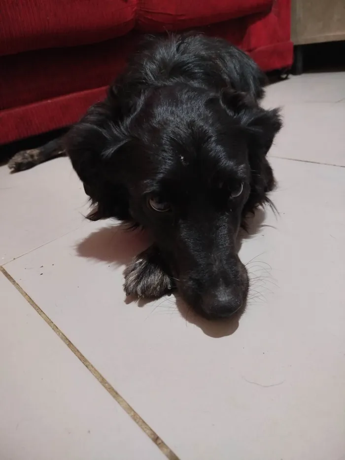 Cachorro ra a SRD-ViraLata idade 2 anos nome Maya