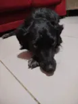 Maya