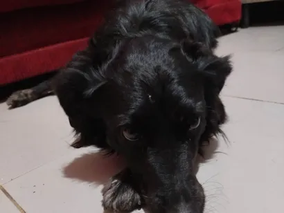 Cachorro raça SRD-ViraLata idade 2 anos nome Maya
