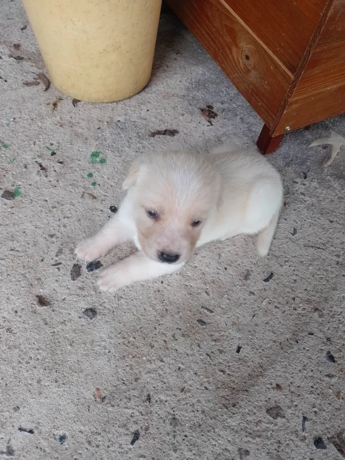Cachorro ra a Labrador idade 2 a 6 meses nome Filhotes d labrador